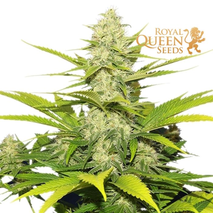 Kaufe Cannabis Samen von Royal Queen Seeds