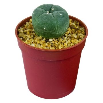 Peyote Kaktus [Lophophora Williamsii]
