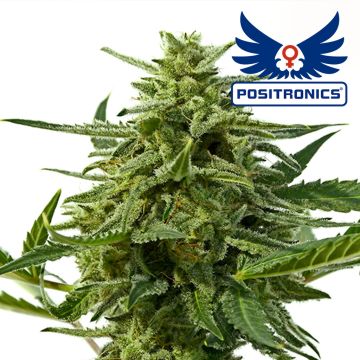 Northern Haze Auto (Positronics) 5 Samen