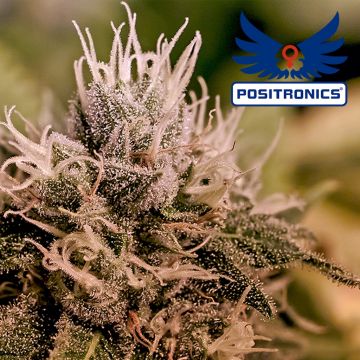 Jack Diesel Express Autoflower (Positronics) 5 Samen
