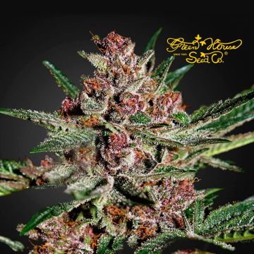 Bubba Kush (Greenhouse Seeds) 3 Samen