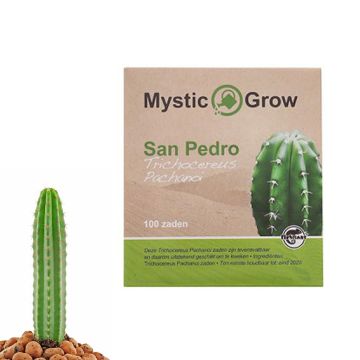San Pedro Mescaline Kaktus [Echinopsis Pachanoi] (Mystic Grow) 100 Samen