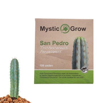 Peruvian Torch Meskalin Kaktus [Echinopsis peruviana] (Mystic Grow) 100 Samen