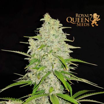 Hulkberry (Royal Queen Seeds) 3 Samen