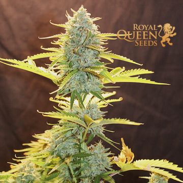 Fat Banana Automatic (Royal Queen Seeds) 3 Samen