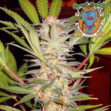 S.A.D. Sweet Afgani Delicious F1 Fast Version (Sweet Seeds)