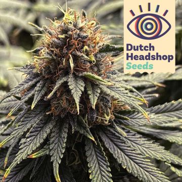 Auto Forbidden Fruit (Hausmarke)
