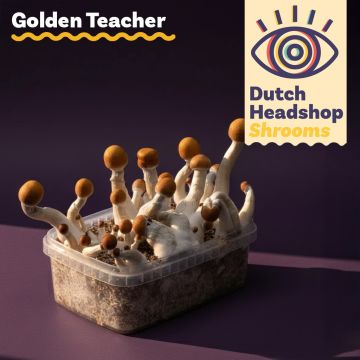 Magic Mushrooms Growkit Golden Teacher (Hausmarke)