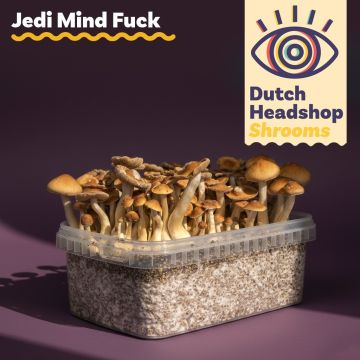 Magic Mushrooms Growkit Jedi Mind Fuck 1200cc (Hausmarke)
