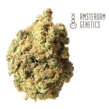 AK-020 Autoflower (Amsterdam Genetics) 3 Samen