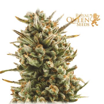 Amnesia Haze Automatic (Royal Queen Seeds) 5 Samen