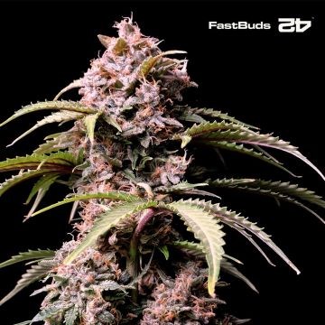 Amnesia Z Auto (Fast Buds)