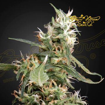 Arjan's Ultra Haze 1 (Greenhouse Seeds)