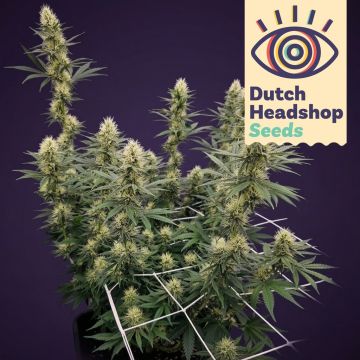 Auto Biscotti Mintz (Hausmarke)