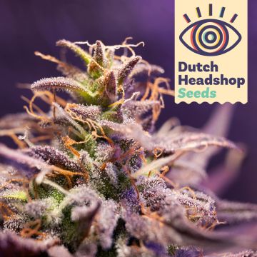 Auto CBD Zero Stress Amnesia (Hausmarke)