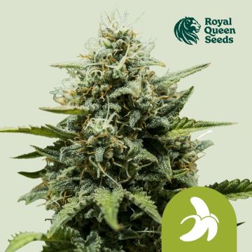 Fat Banana Automatic (Royal Queen Seeds) 3 Samen