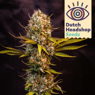 Auto G13 (Hausmarke) 