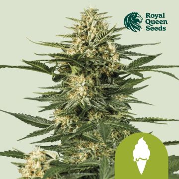 Green Gelato Automatic (Royal Queen Seeds) 3 Samen