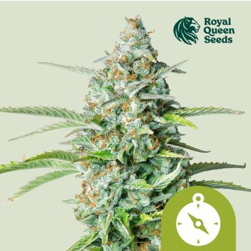 Northern Light Automatic (Royal Queen Seeds) 5 Samen