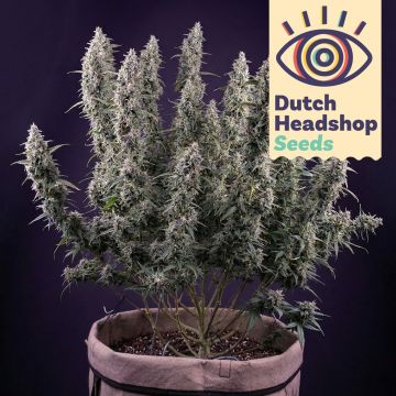 Auto Permanent Marker (Hausmarke)