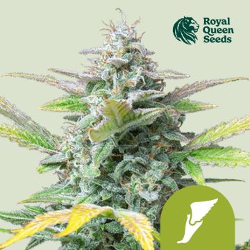 Quick One Autoflower (Royal Queen Seeds) 5 Samen