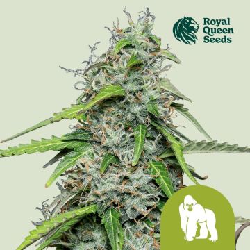 Royal Gorilla Automatic (Royal Queen Seeds) 3 Samen