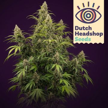 Black Widow (Hausmarke) 