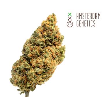 Blue Amnesia Autoflower (Amsterdam Genetics) 3 Samen