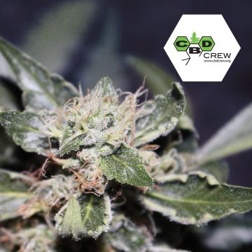 CBD MedGom Auto (CBD Crew) 3 Samen