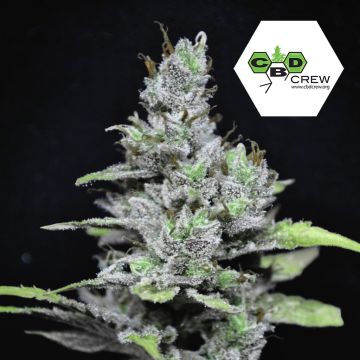 CBD MediHaze (CBD Crew) 5 Samen