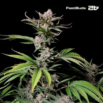 Cherry Cola Auto (Fast Buds)