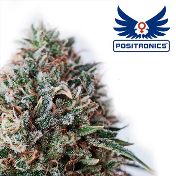 CBD+ Critical #47 (Positronics) 5 Samen