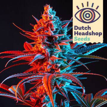 Auto Rainbow Mix (Hausmarke) 5 Cannabis Samen