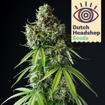 USA Autoflower Mix (Hausmarke) 5 Samen