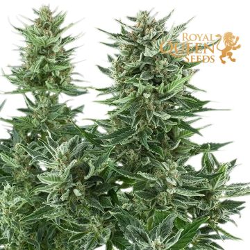 Easy Bud Autoflower (Royal Queen Seeds) 5 Samen