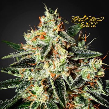 GH Cheese (Greenhouse Seeds) 5 Samen