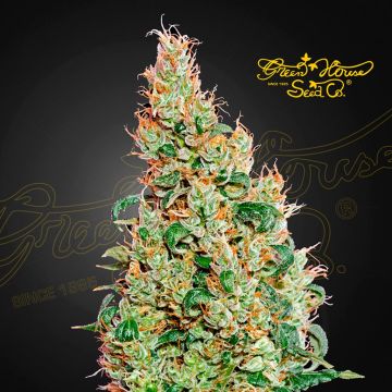 Green-O-Matic Autoflower (Greenhouse Seeds) 5 Samen