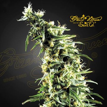 Hawaiian Snow (Greenhouse Seeds) 5 Samen