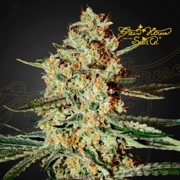 Himalaya Gold (Greenhouse Seeds) 5 Samen