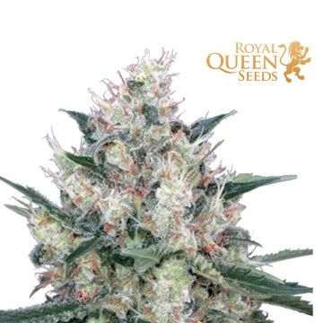 Honey Cream Fast Flowering (Royal Queen Seeds) 3 Samen