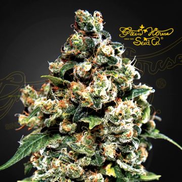 Jack Herer (Greenhouse Seeds) 5 Samen