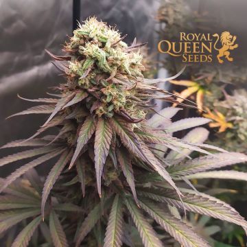 Joanne's CBD (Royal Queen Seeds)