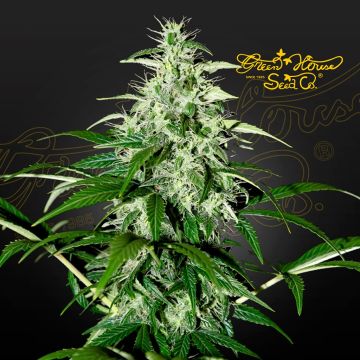 Kalashnikova Auto (Greenhouse Seeds)