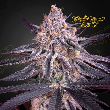 King's Juice (Greenhouse Seeds)