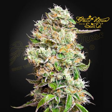 King's Kush Auto CBD (Greenhouse Seeds) 5 Samen