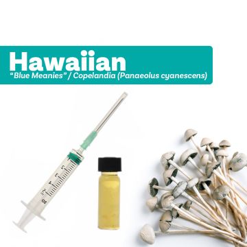 Magische Pilzkultur | Liquid Culture Hawaiian [Panaeolus cyanescens]