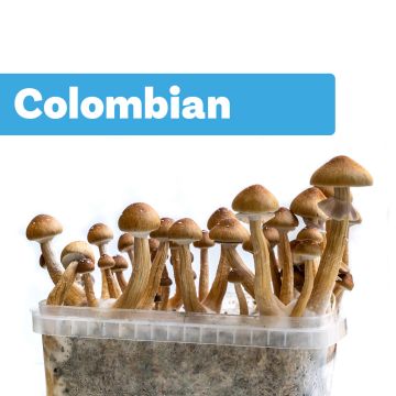 Zauberpilze Growkit Colombian (Ready-to-Grow Growkit)