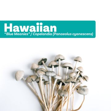 Magic Mushrooms Growkit Hawaiian (Cyanescens Pilze Züchten) 1200 cc