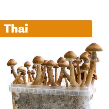 Magic Mushrooms Growkit Thai (Ready-to-Grow Growkit)