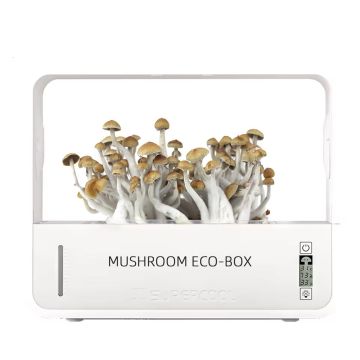 Growbox Magic Shrooms Anbau (Crownow)
